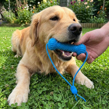 🎖️Bite-Resistant Dog Teething Stick