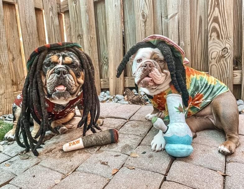 🎖️Funny Dog Toys - Plush Squeaky Toys