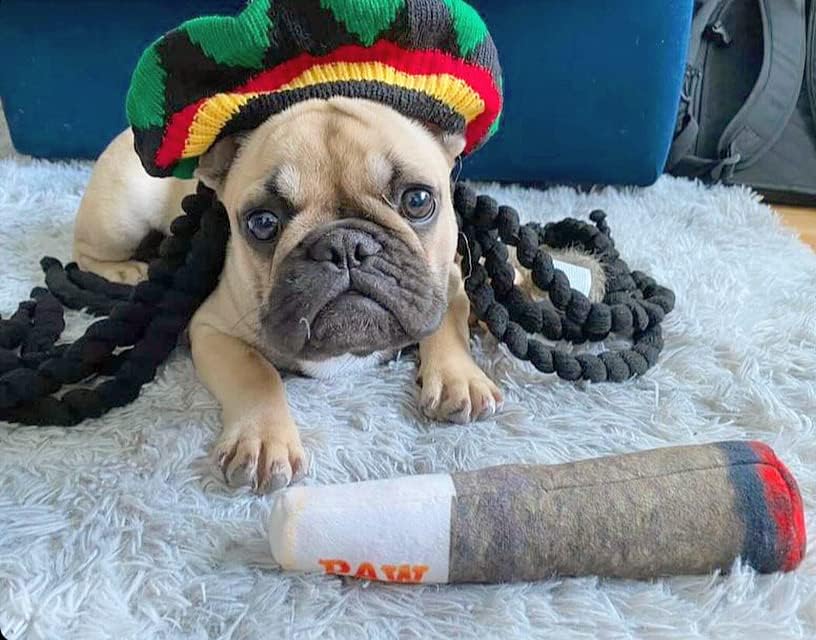 🎖️Funny Dog Toys - Plush Squeaky Toys